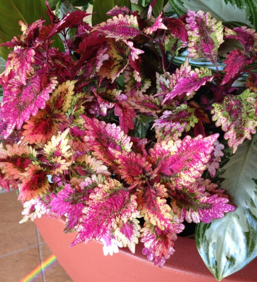 Coleus plant from the Manhattan Beach Mall.