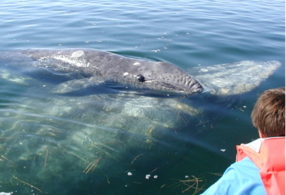 Gray Whale Family