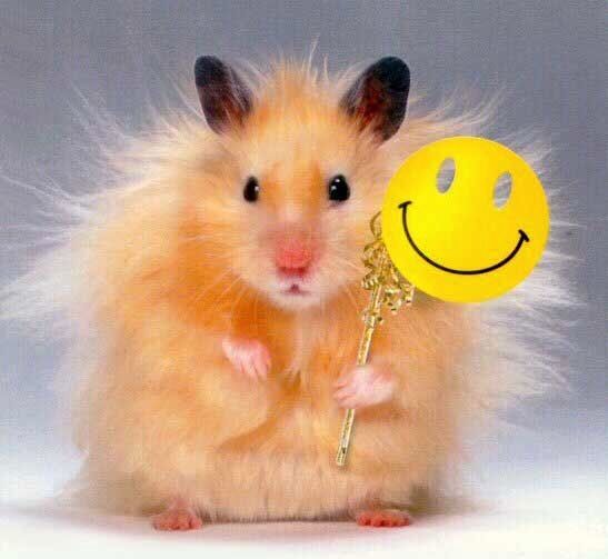 happyhamster