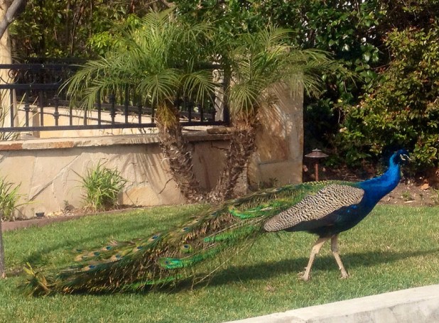 The peacocks of Malaga Cove