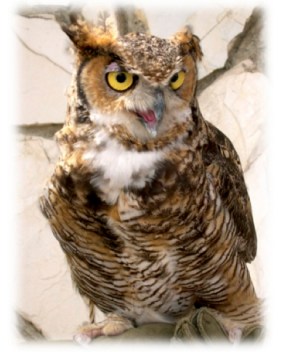 The Owls Have It