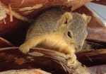 Baby Squirrel