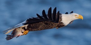 Bald Eagle with Fish