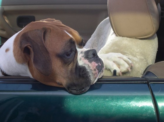 Boxer in a BMW