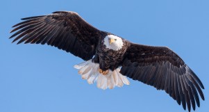 Eagle in Flight