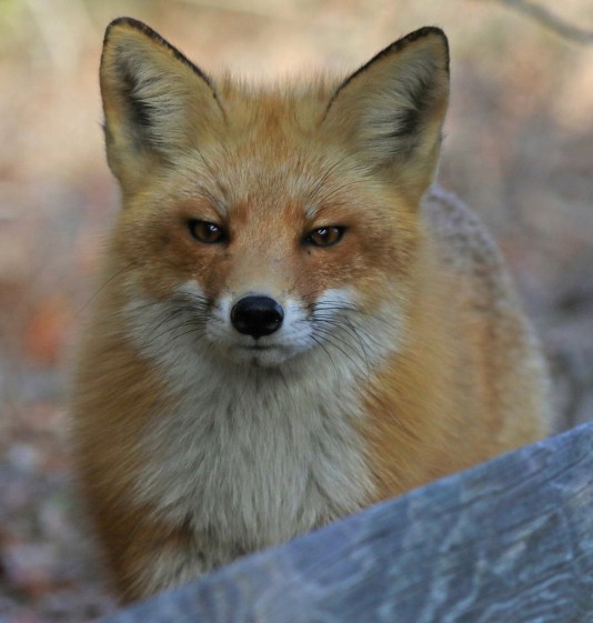 The Fox