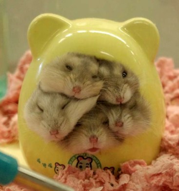 Harmonious Hamsters