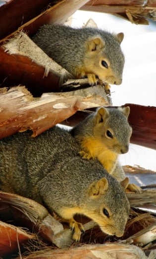 Momma and her Crew