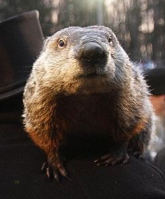 Punxsutawney  Phil at the 2015 Groundhog Day Celebration.