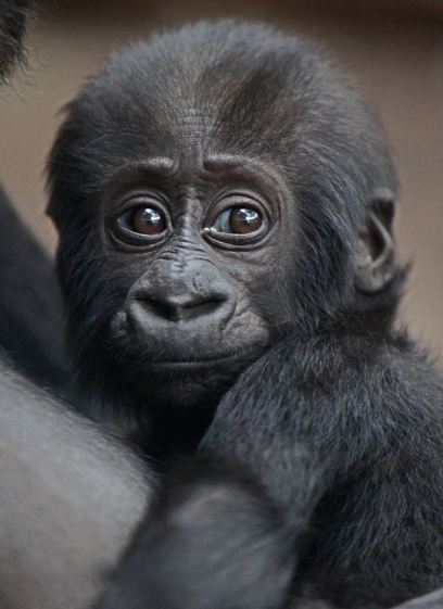 The Naked Ape