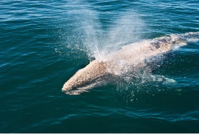 Wally the Gray Whale
