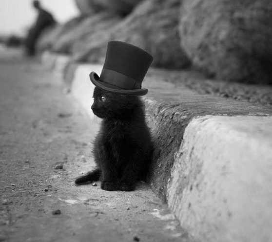 black-cat-with a black hat