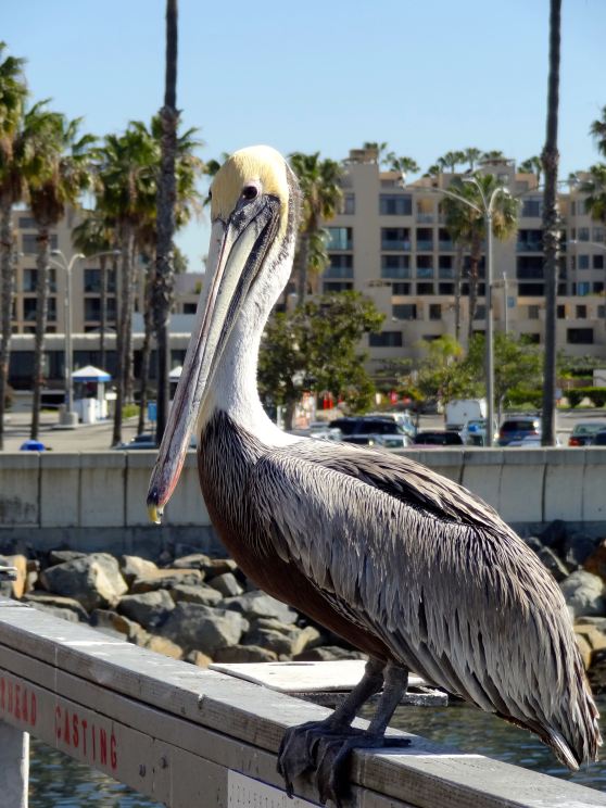 California Brown Pelican