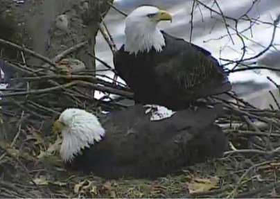 Eagleholic Addiction