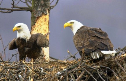Eagleholic Update