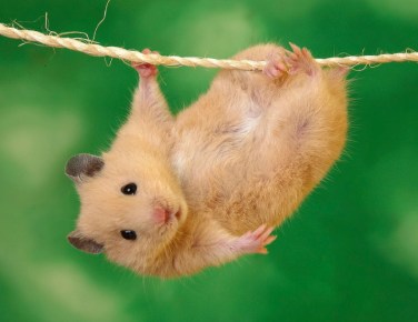 Out on a Limb