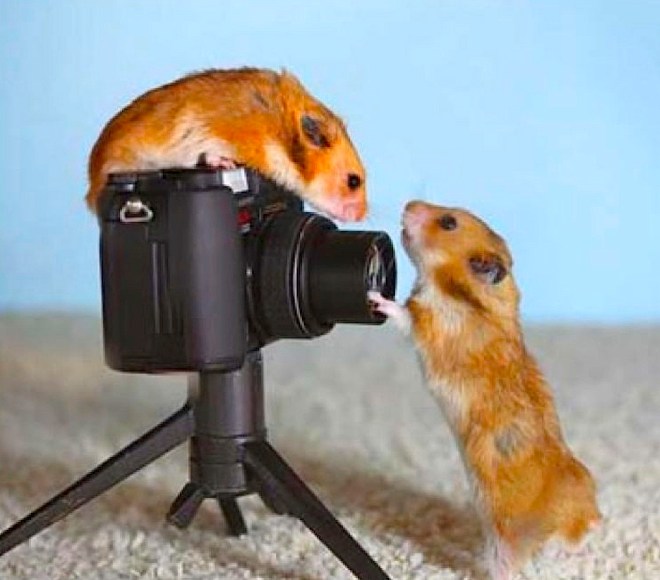 Pictures Are a Snap