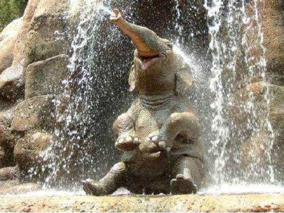 Baby Elephant