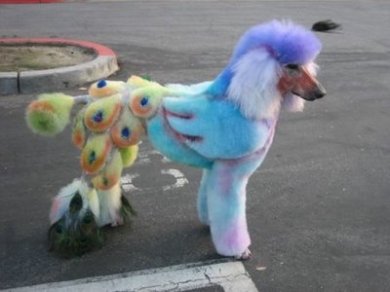 Doggie Do