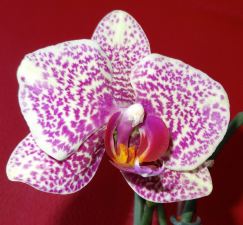 Erics Orchid April 2 2015