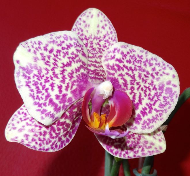 Erics Orchid April 2 2015