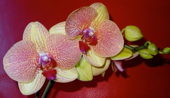 Lisa Orchid2