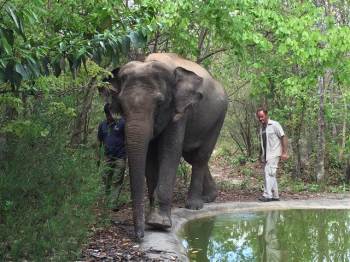 Artistic Elephant