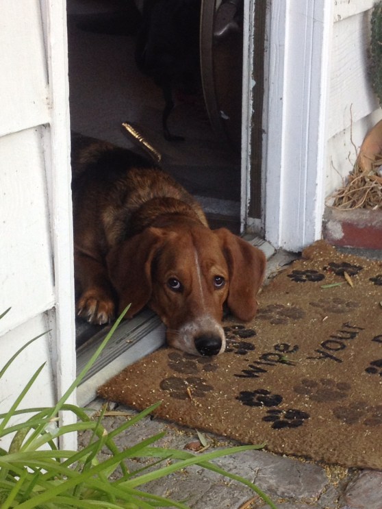My son's girlfriends basset hound puppy.