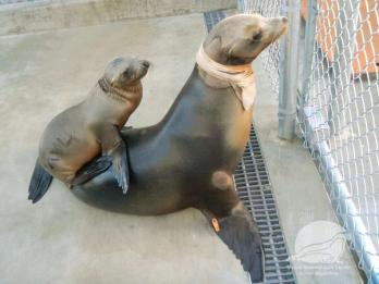 Seal of Approval