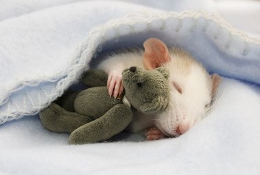 Slumberland
