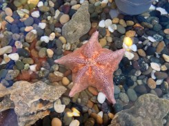 starfish
