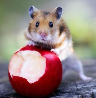 Apple A Day