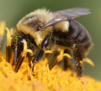 bumblebee