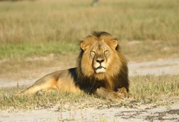 Cecil The Lion