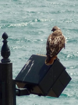 Red Tail Hawk