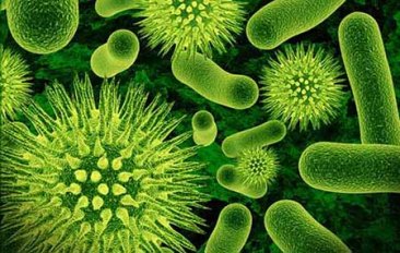 microorganisms Amongst Us