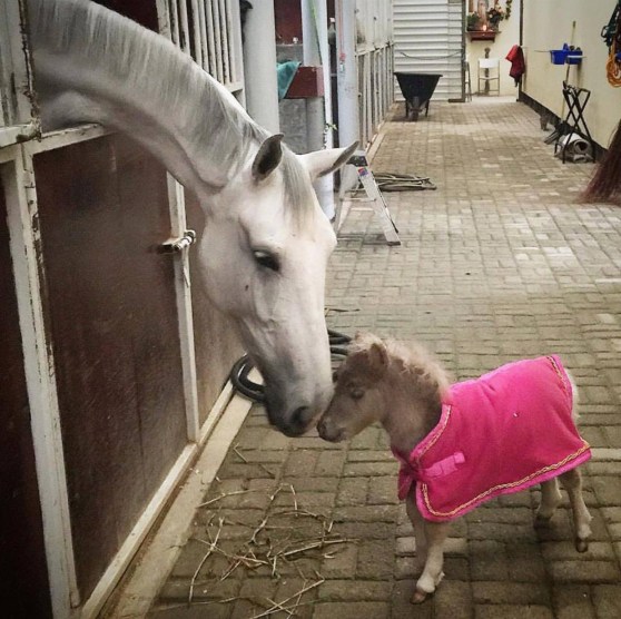 Friends Come in All Sizes