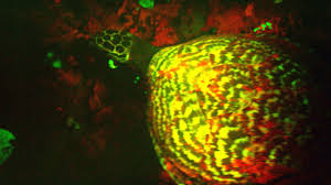 Glowing Discovery