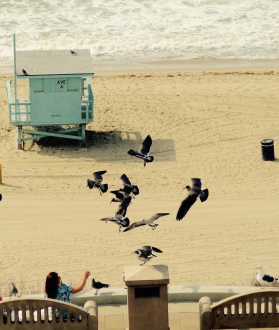 Jonathan Livingston Seagull