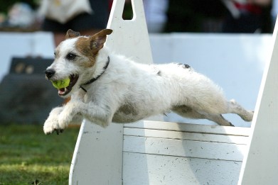 Ruff Competition