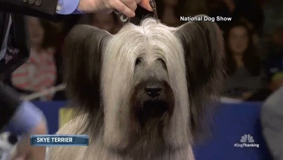 Best in Show