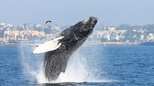 Gray Whales Return to Redondo