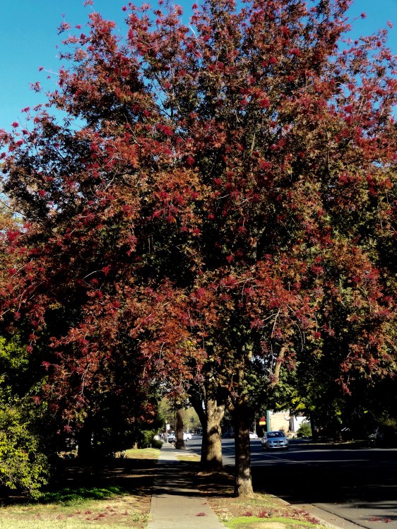 Main St Trees