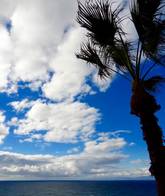 Our Palm Tree