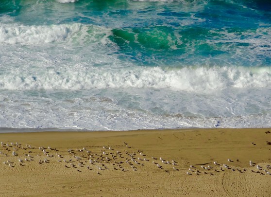 Seagulls in The Sand.jpg