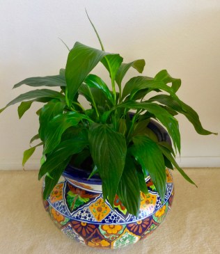 The Power of Plants
