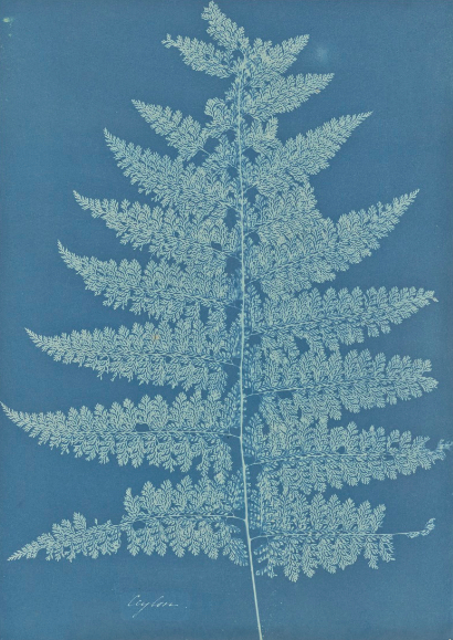Cyanotype Photography