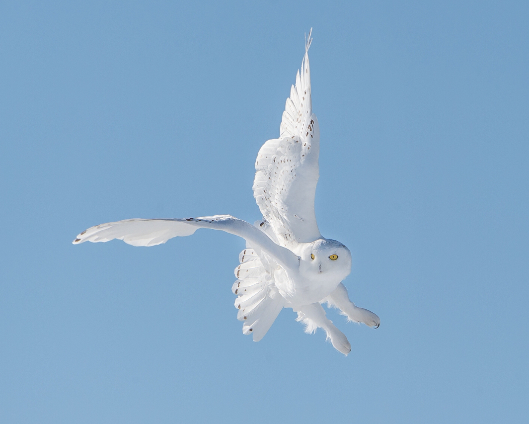 National Bird Day