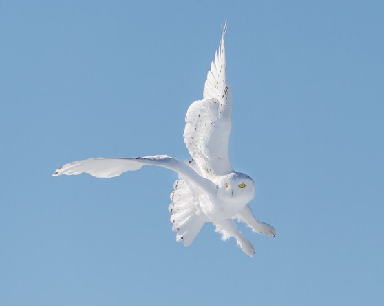 National Bird Day