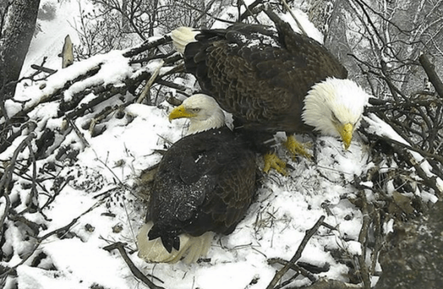 New Flock.png
